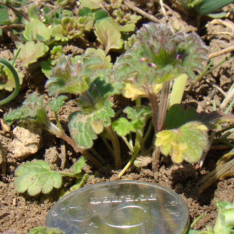 Image of Lamium amplexicaule specimen.