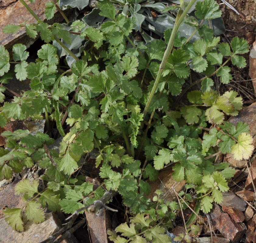 Изображение особи Malabaila aurea.