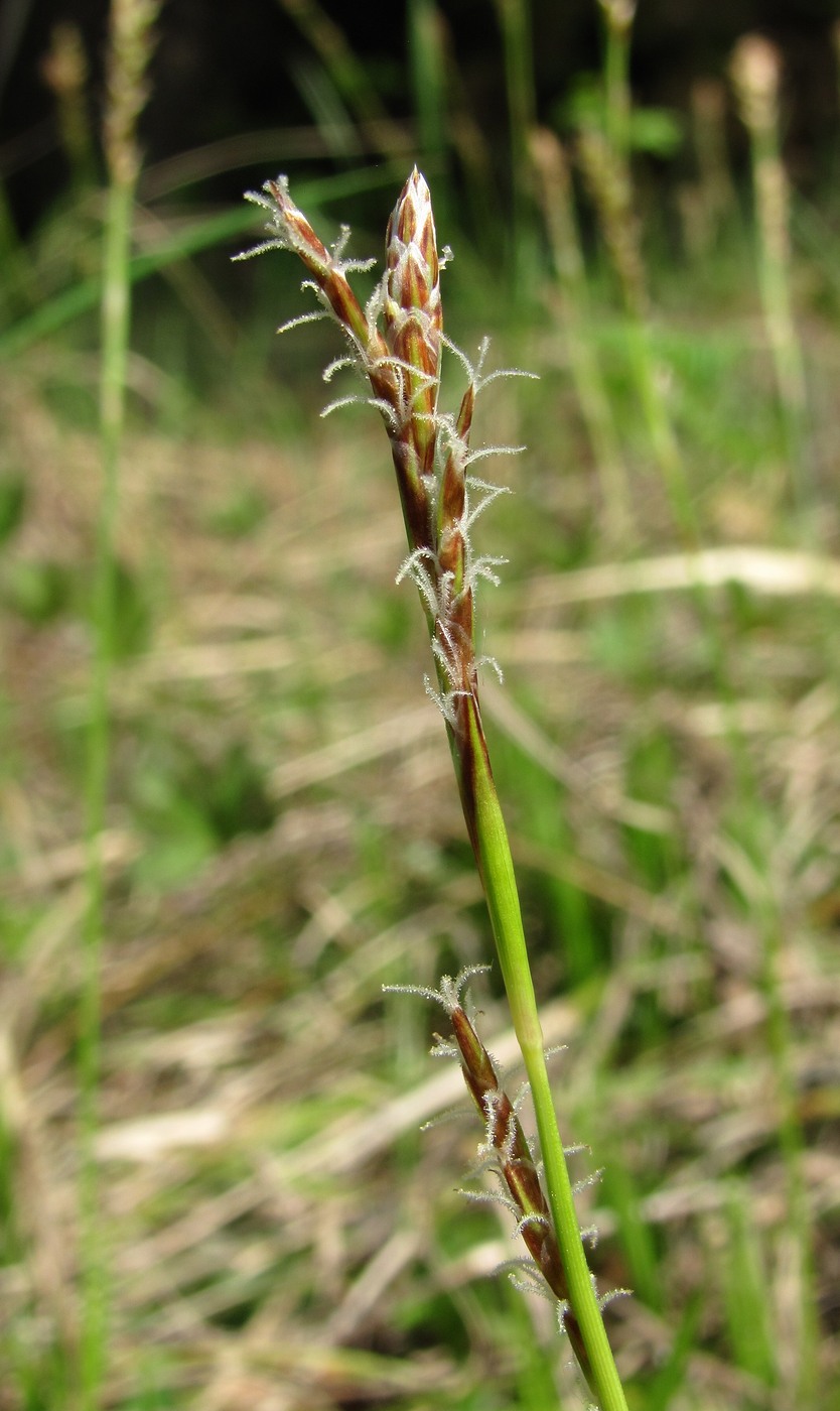 Изображение особи Carex rhizina.