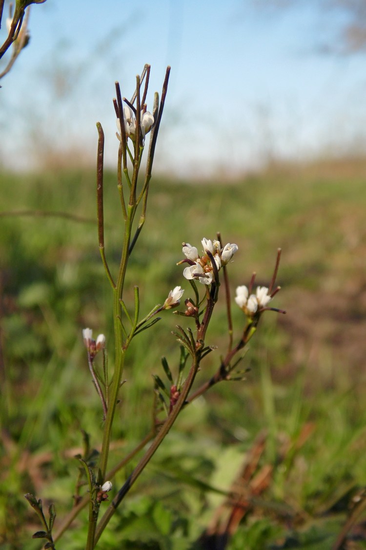 Image of Cardamine hirsuta specimen.