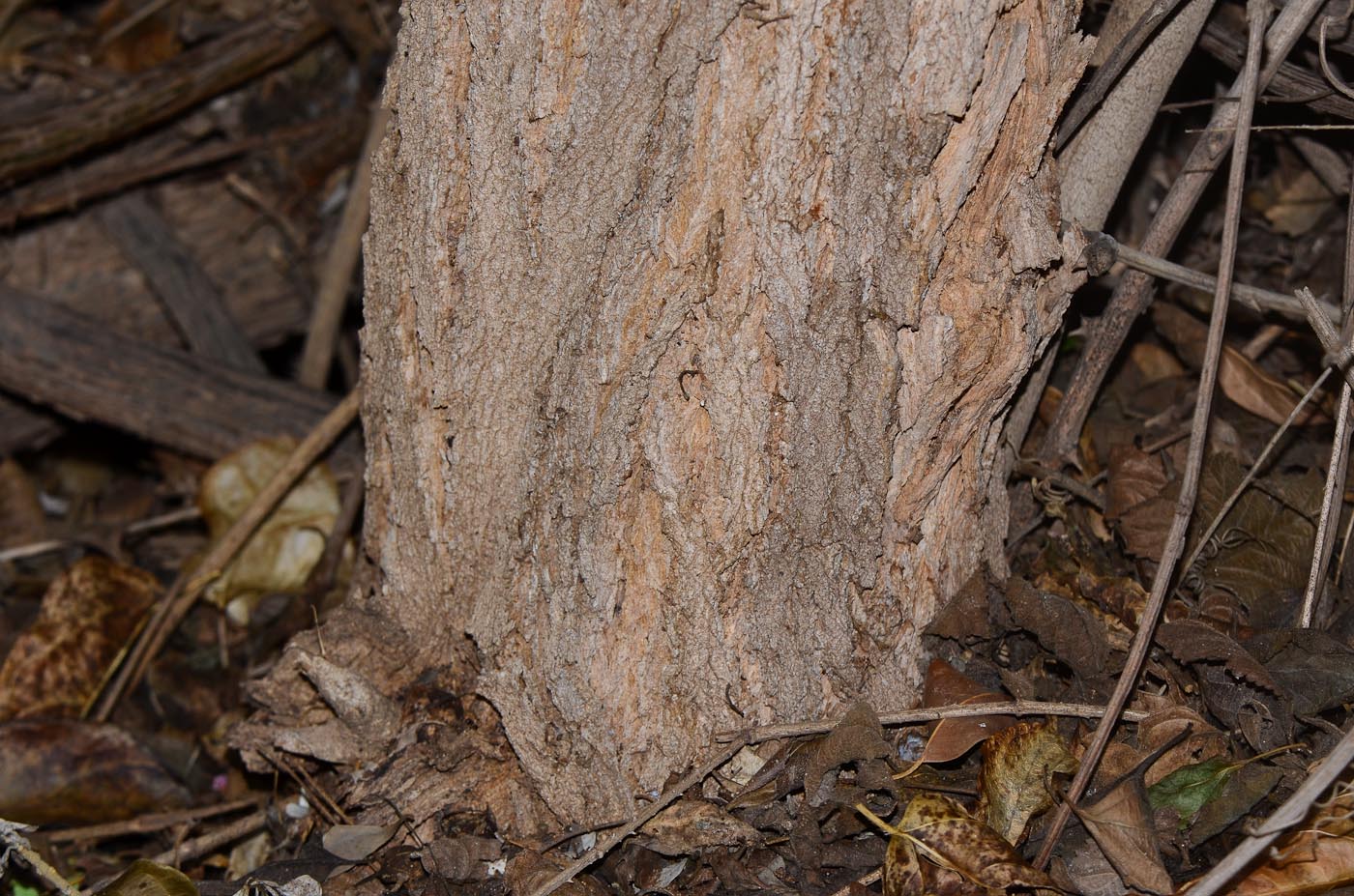 Image of Lantana camara specimen.