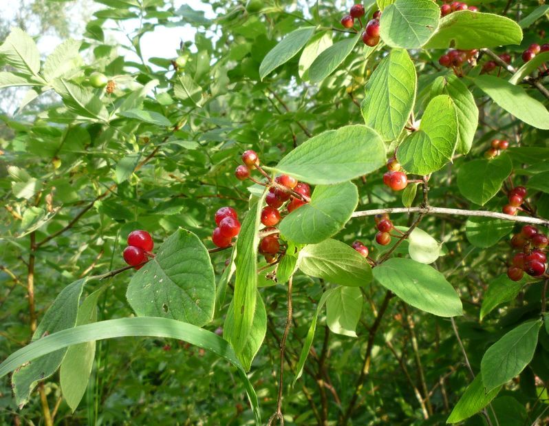 Image of Lonicera xylosteum specimen.