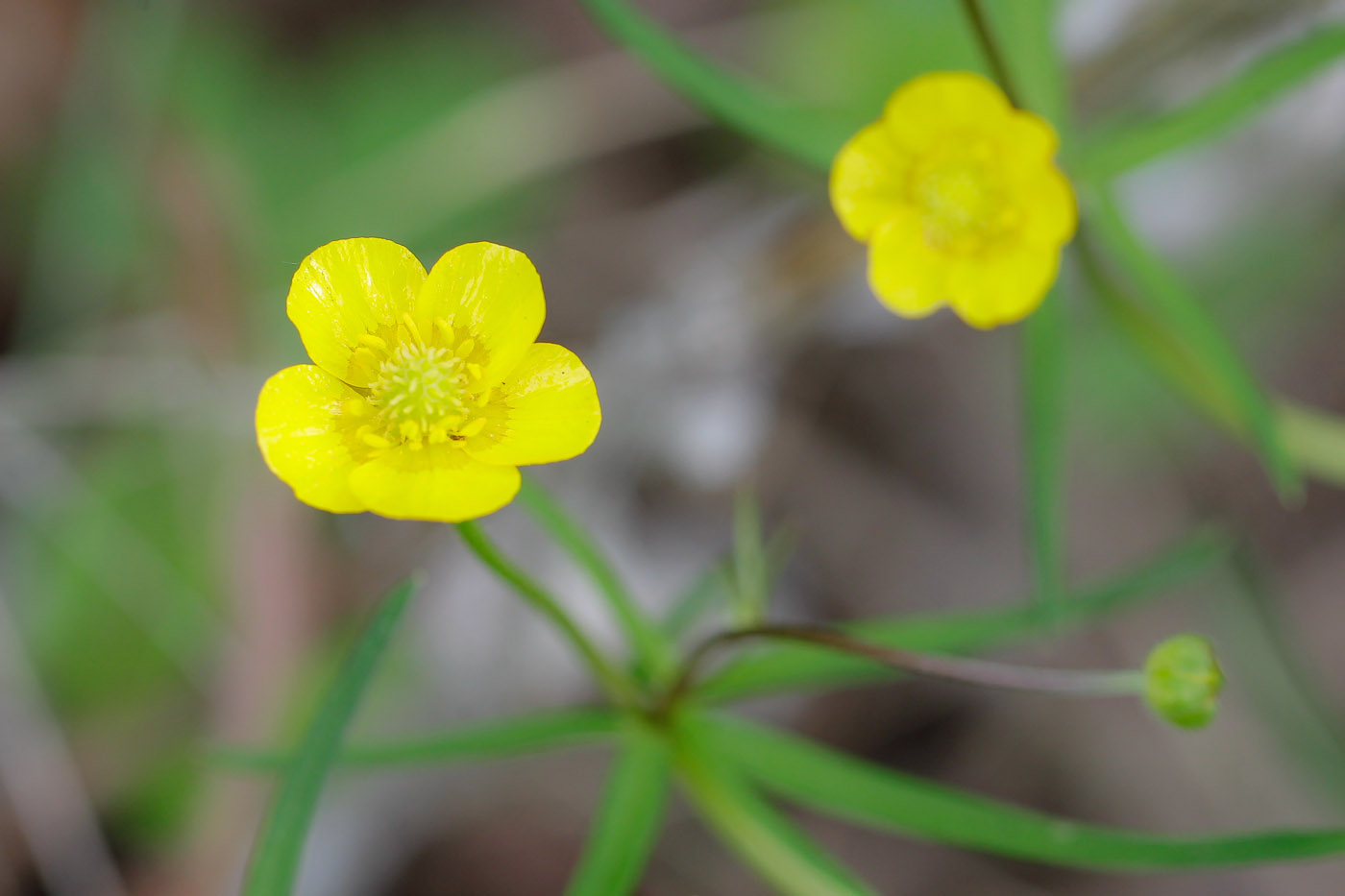 Image of Ranunculus auricomus specimen.