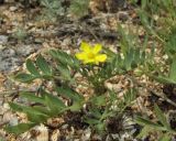 Potentilla orientalis. Цветущее растение. Крым, Арабатская стрелка, приморские пески. 28 мая 2016 г.