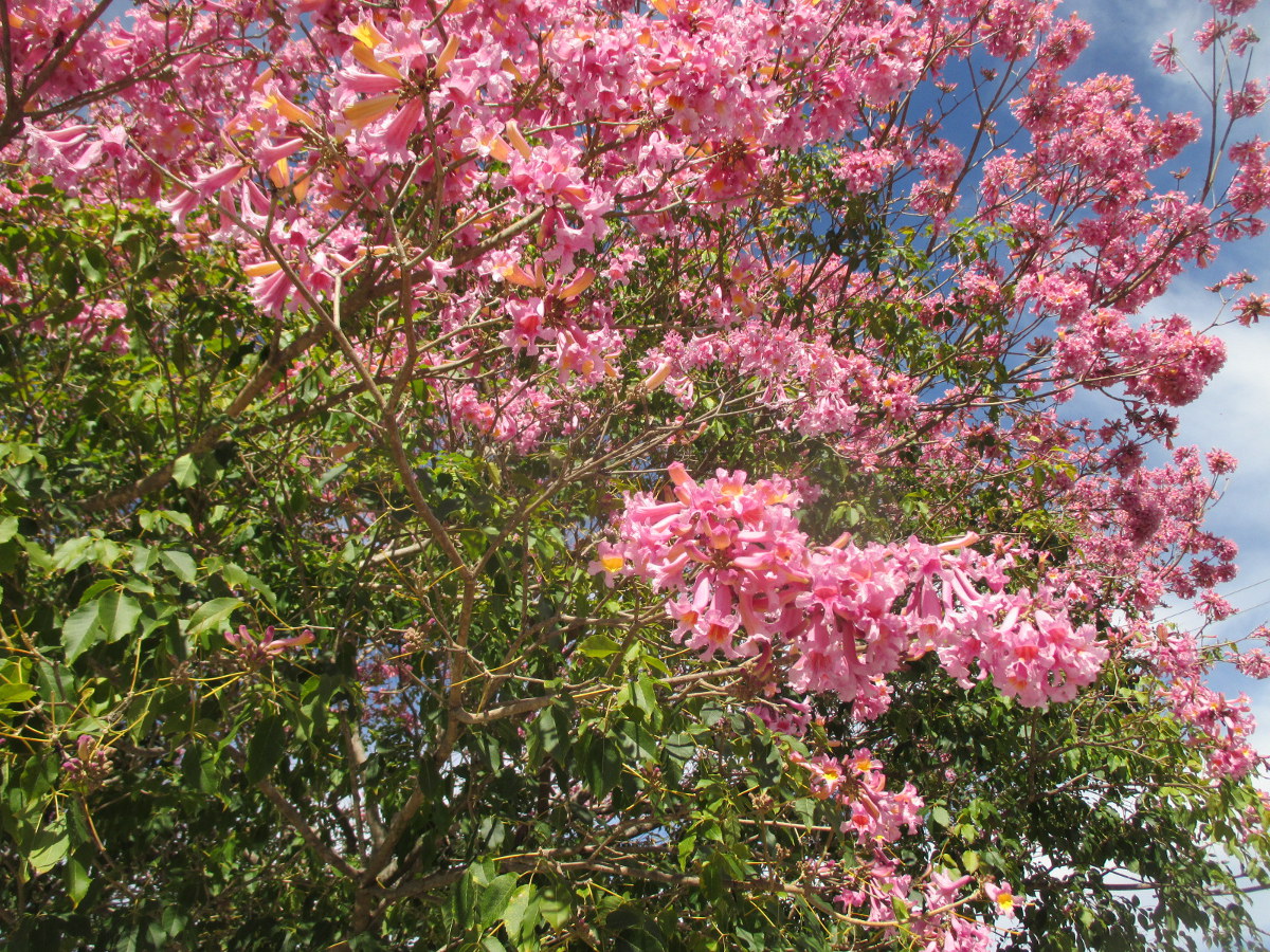 Image of Tabebuia impetiginosa specimen.