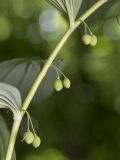 Polygonatum multiflorum