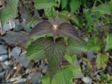 Lamium album