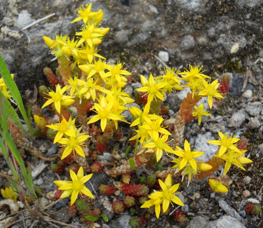 Изображение особи Sedum acre.