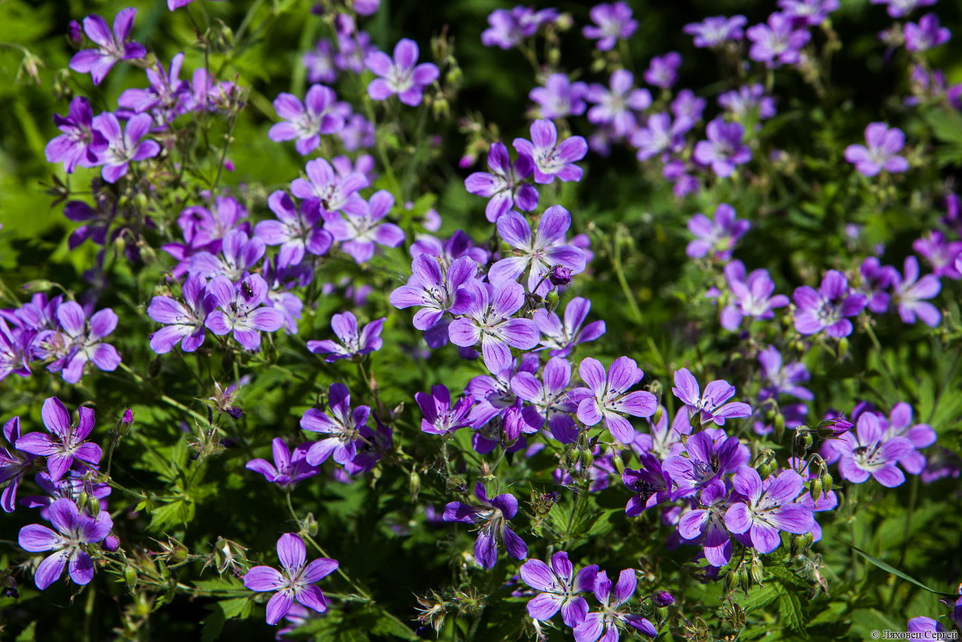 Герань Лесная (Geránium sylváticum l.) «May Flower»