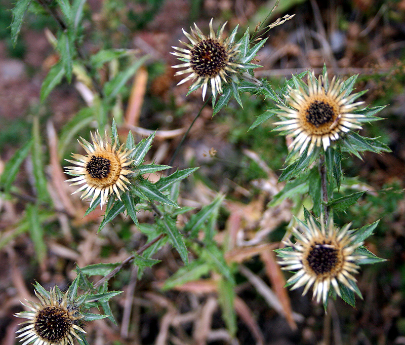 Image of Carlina vulgaris specimen.