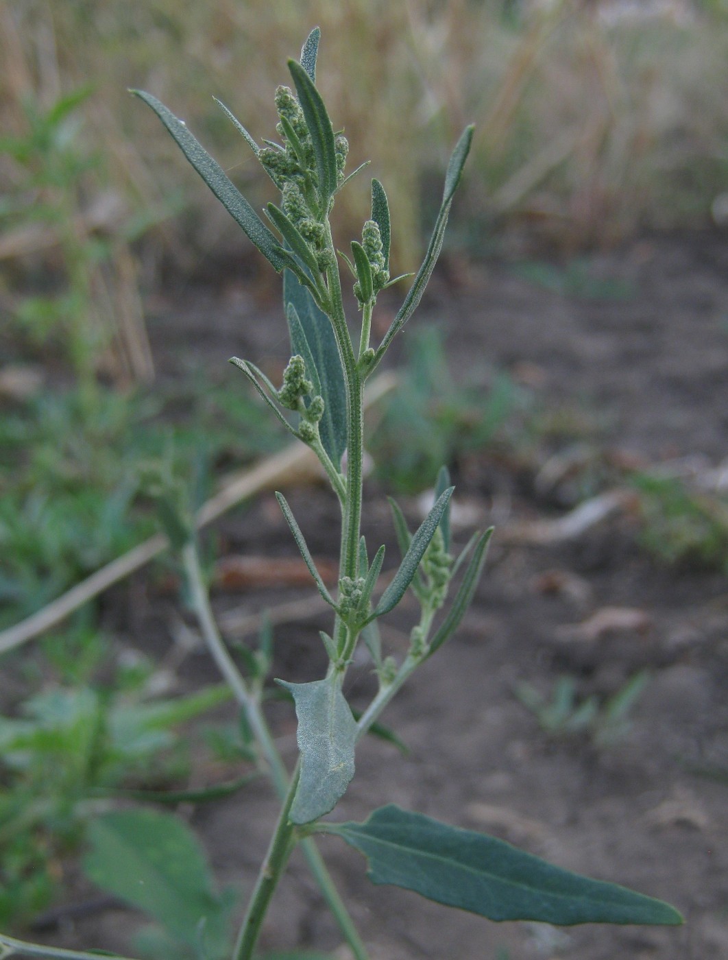 Изображение особи Atriplex micrantha.