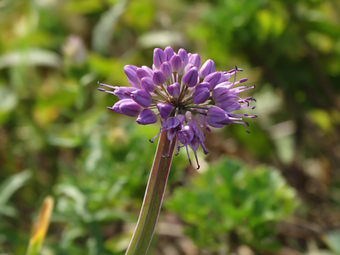 Image of Allium spirale specimen.