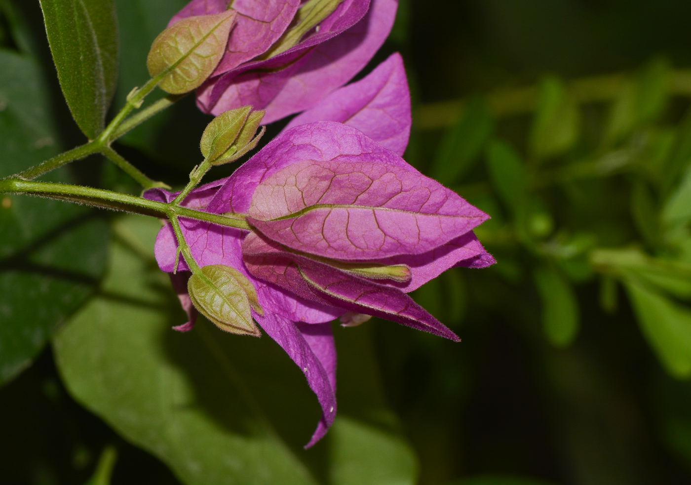 Изображение особи род Bougainvillea.