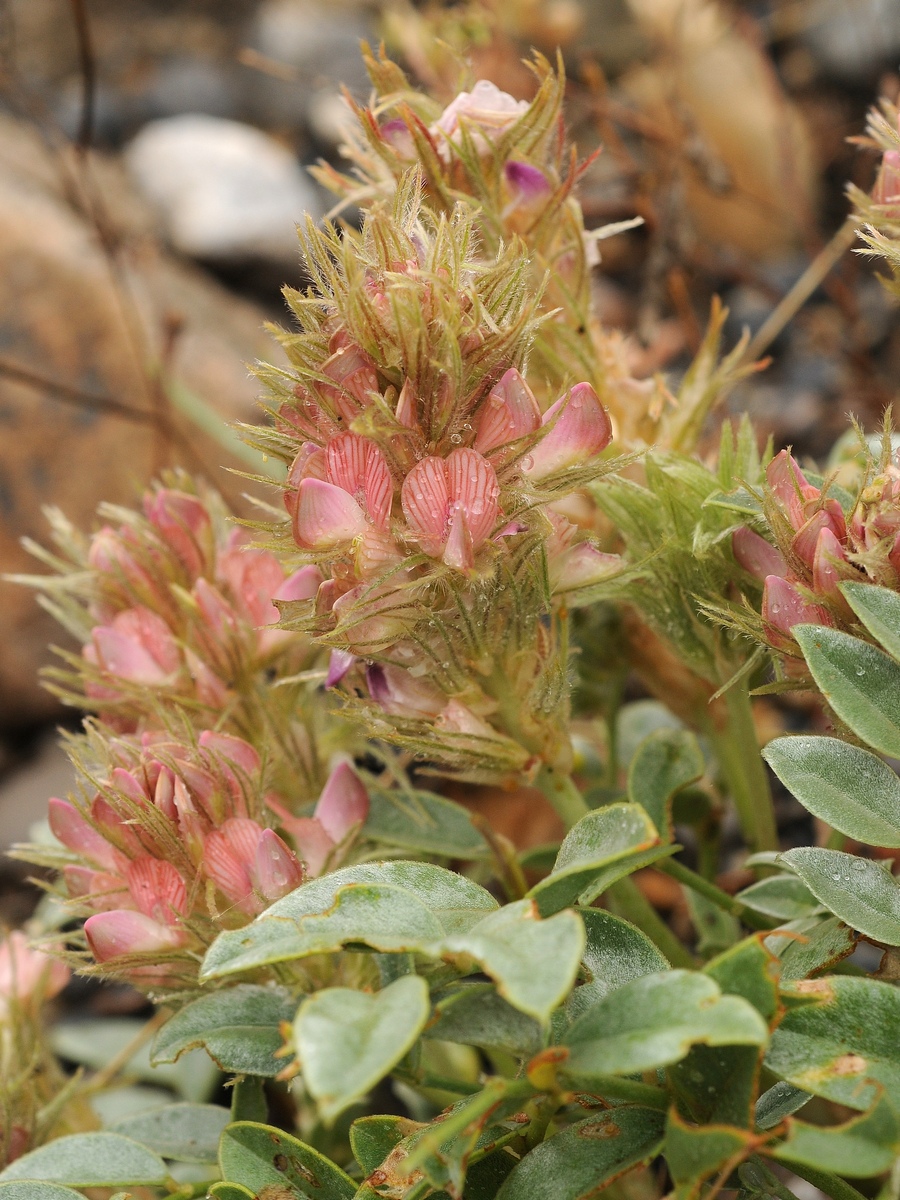 Изображение особи Hedysarum acutifolium.