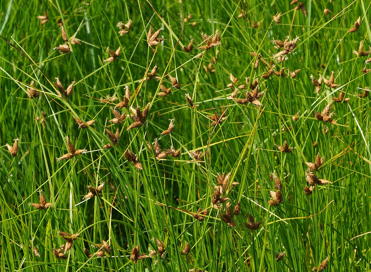 Image of Bolboschoenus planiculmis specimen.