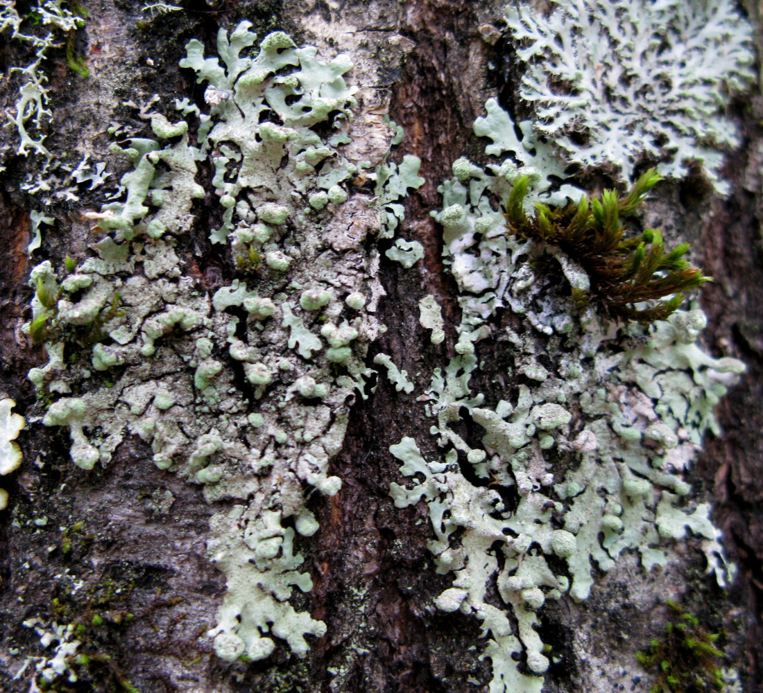 Image of Myelochroa sibirica specimen.