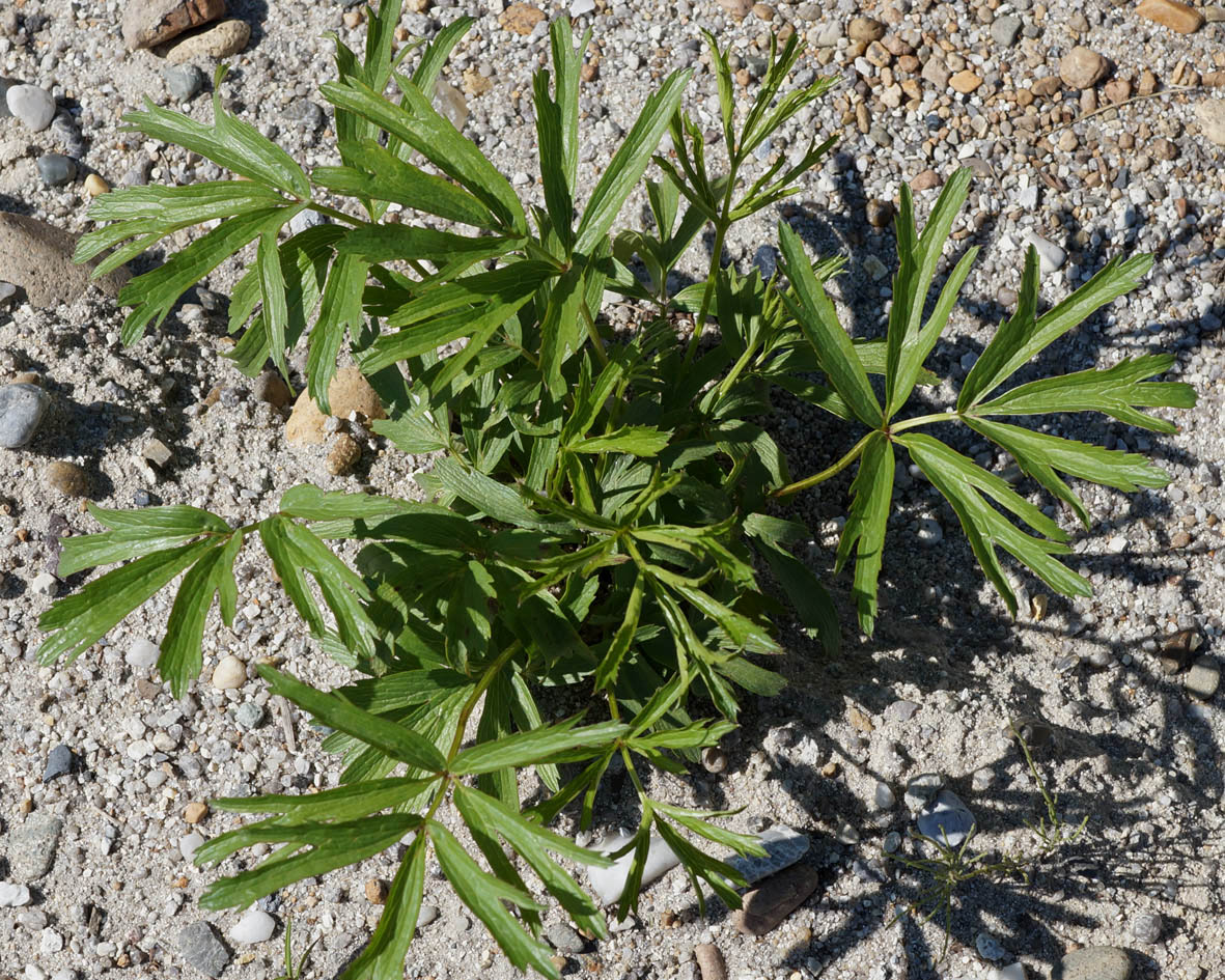 Image of Pulsatilla dahurica specimen.