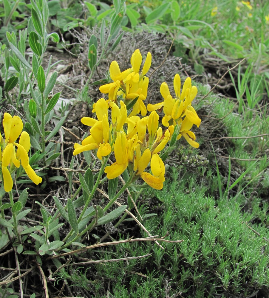 Image of Genista humifusa specimen.