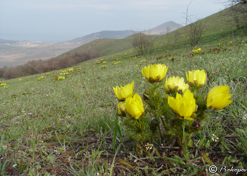 Изображение особи Adonis vernalis.