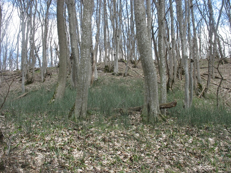 Изображение особи Equisetum hyemale.