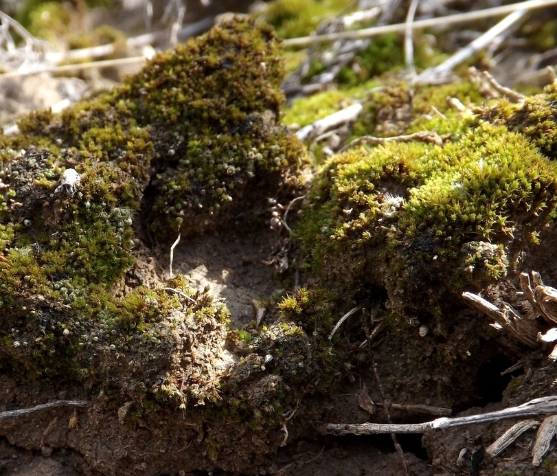 Image of Syntrichia ruralis specimen.