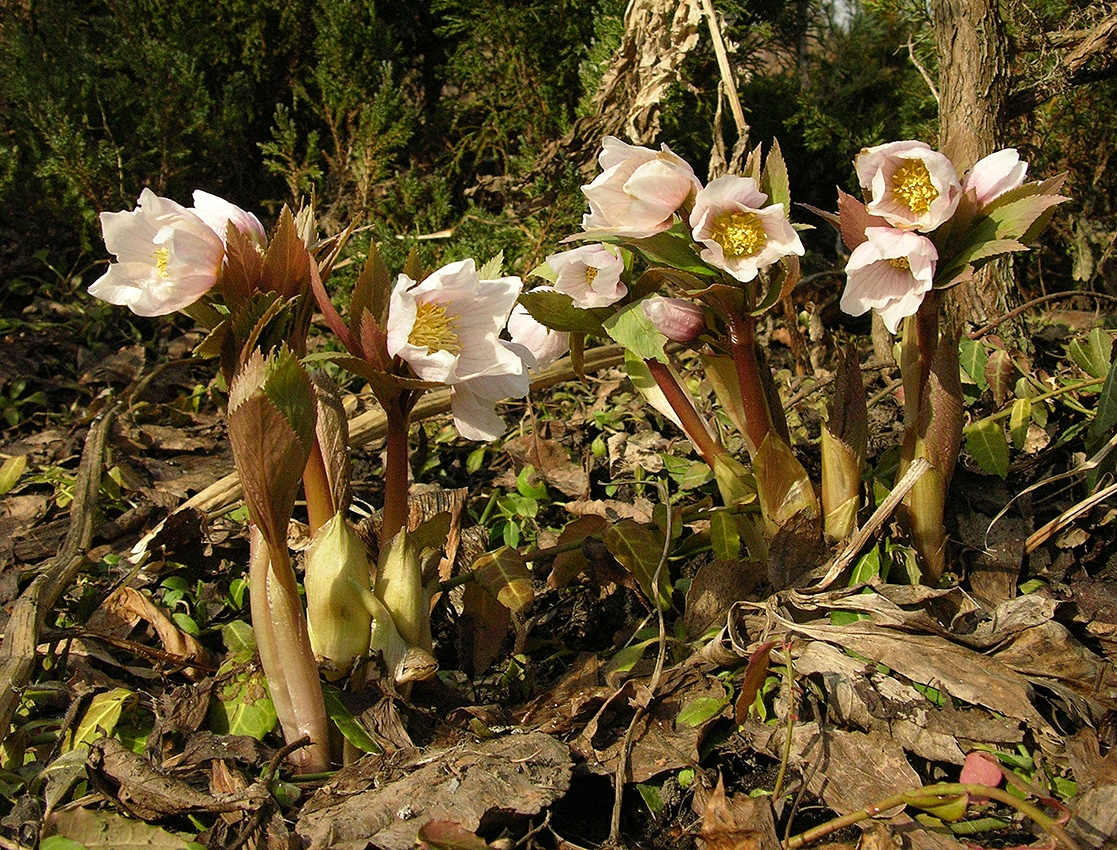 Image of Helleborus thibetanus specimen.