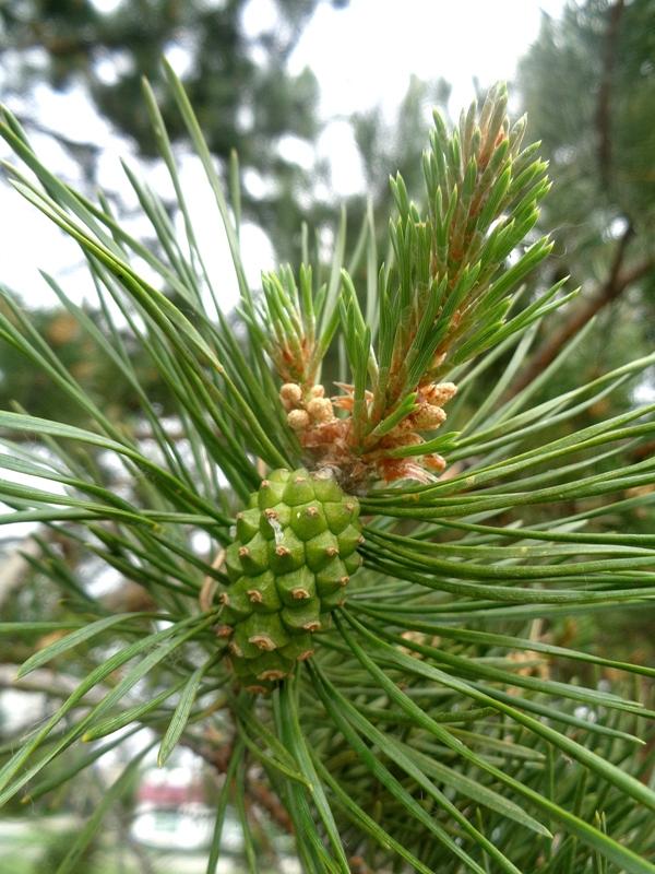 Изображение особи Pinus sylvestris.