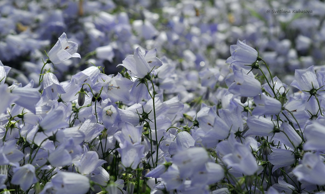 Image of Campanula cochleariifolia specimen.