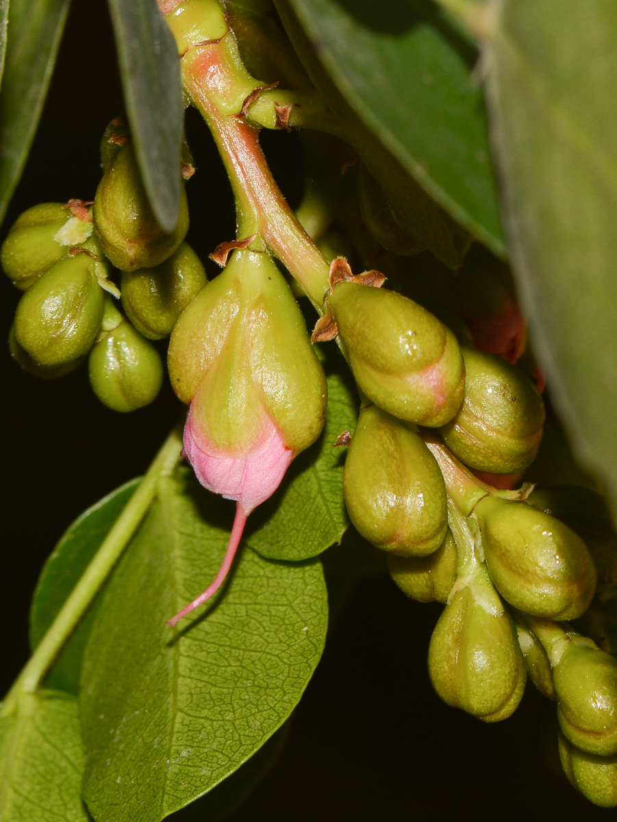 Image of Schotia latifolia specimen.