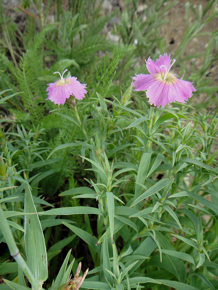 Изображение особи Dianthus repens.