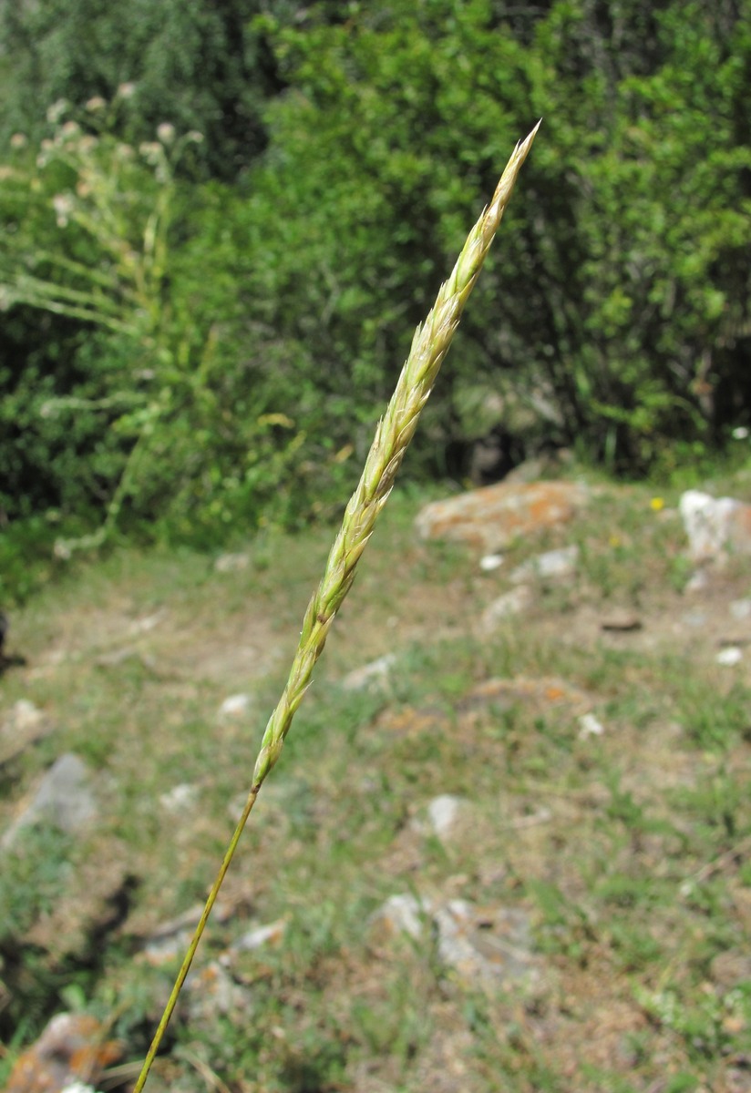 Изображение особи семейство Poaceae.