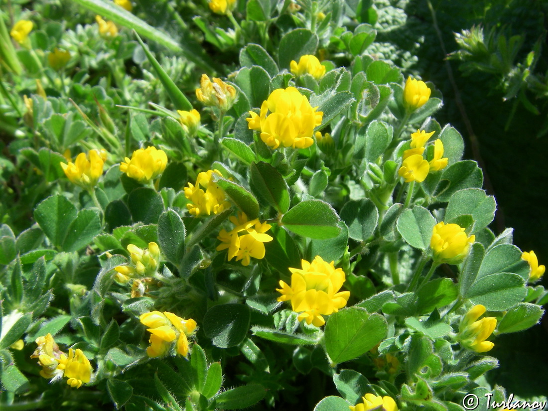 Image of Medicago minima specimen.