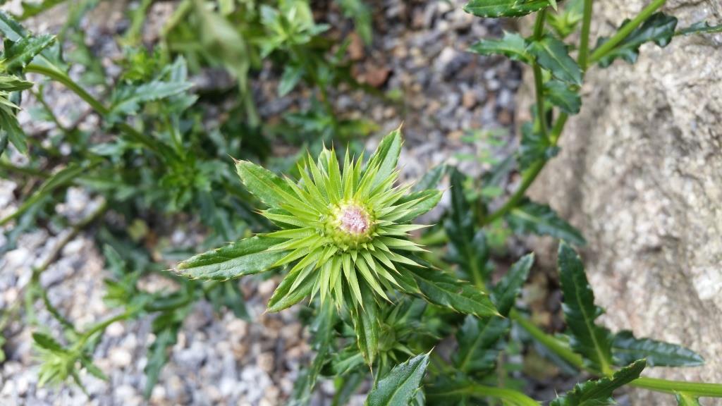 Изображение особи Cirsium rhinoceros.