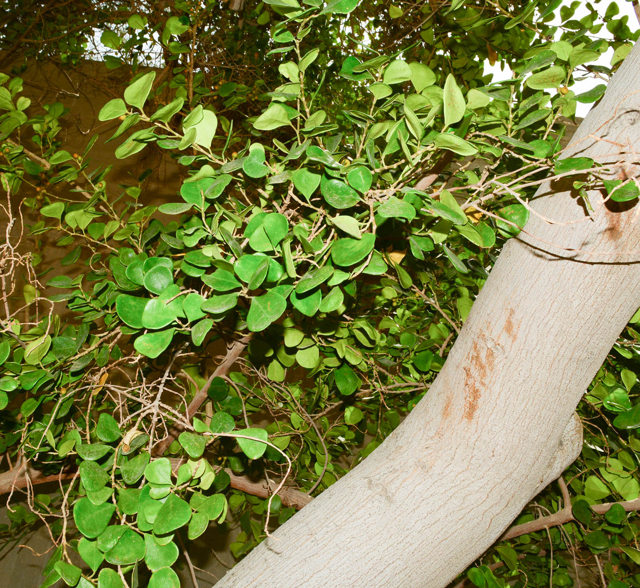 Изображение особи Ficus deltoidea.