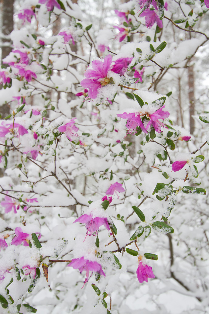 Изображение особи Rhododendron ledebourii.