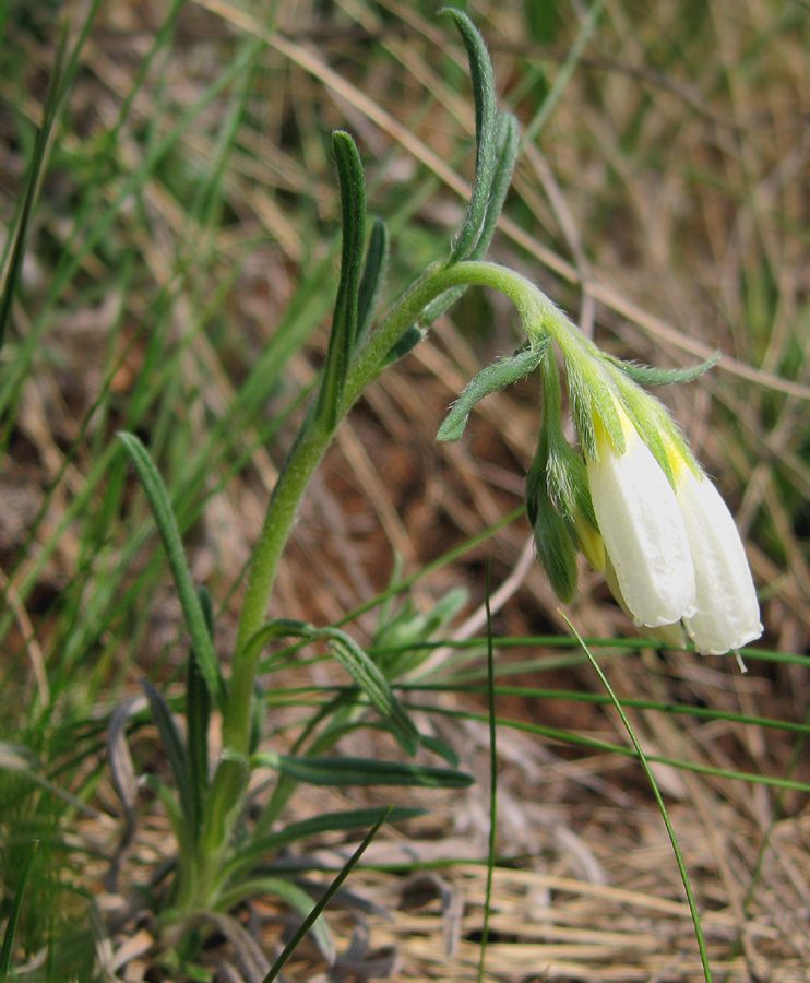 Image of Onosma volgensis specimen.