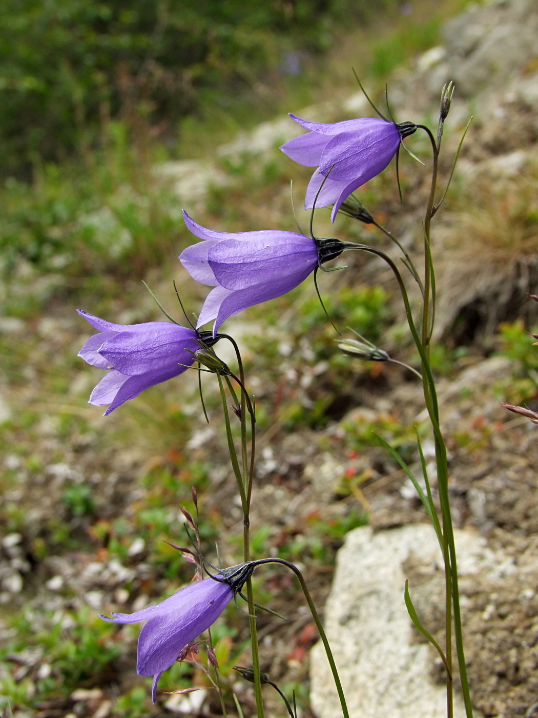 Image of Campanula rotundifolia specimen.