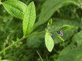 Asperugo procumbens. Верхушка побега с цветками и бутонами. Магаданская обл., г. Магадан, на газоне. 21.07.2013.