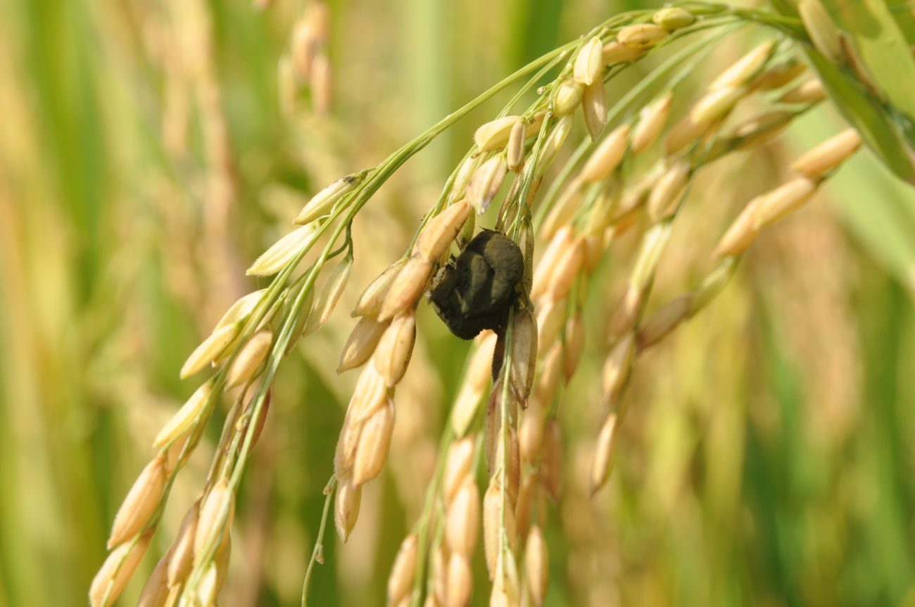 Image of Oryza sativa specimen.