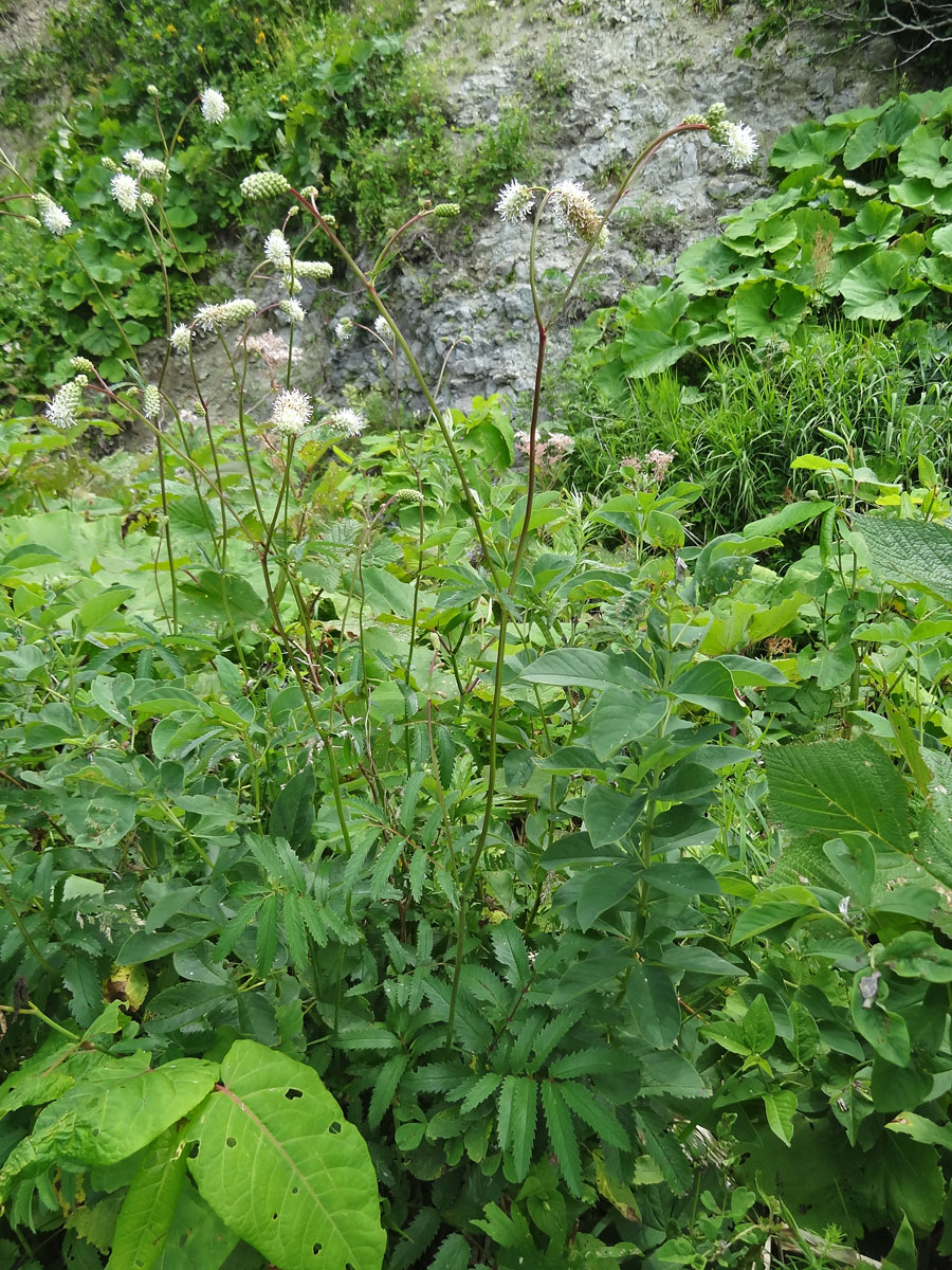 Image of Sanguisorba tenuifolia specimen.