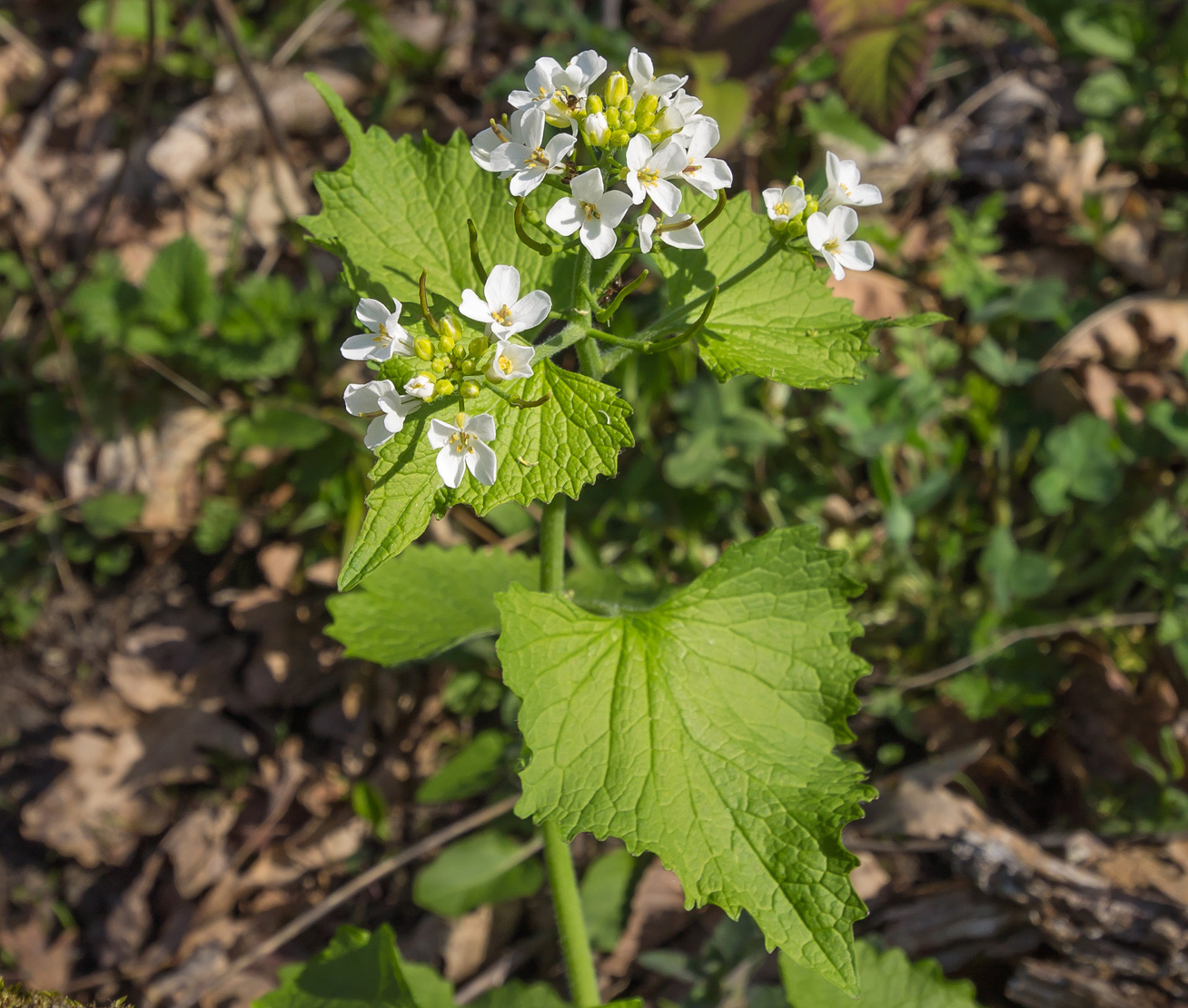 Image of Alliaria petiolata specimen.