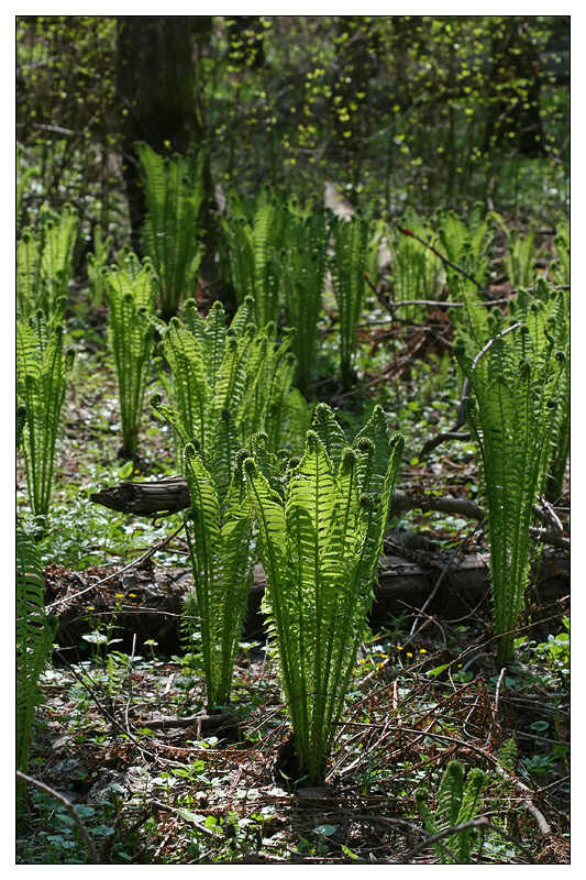 Image of Matteuccia struthiopteris specimen.