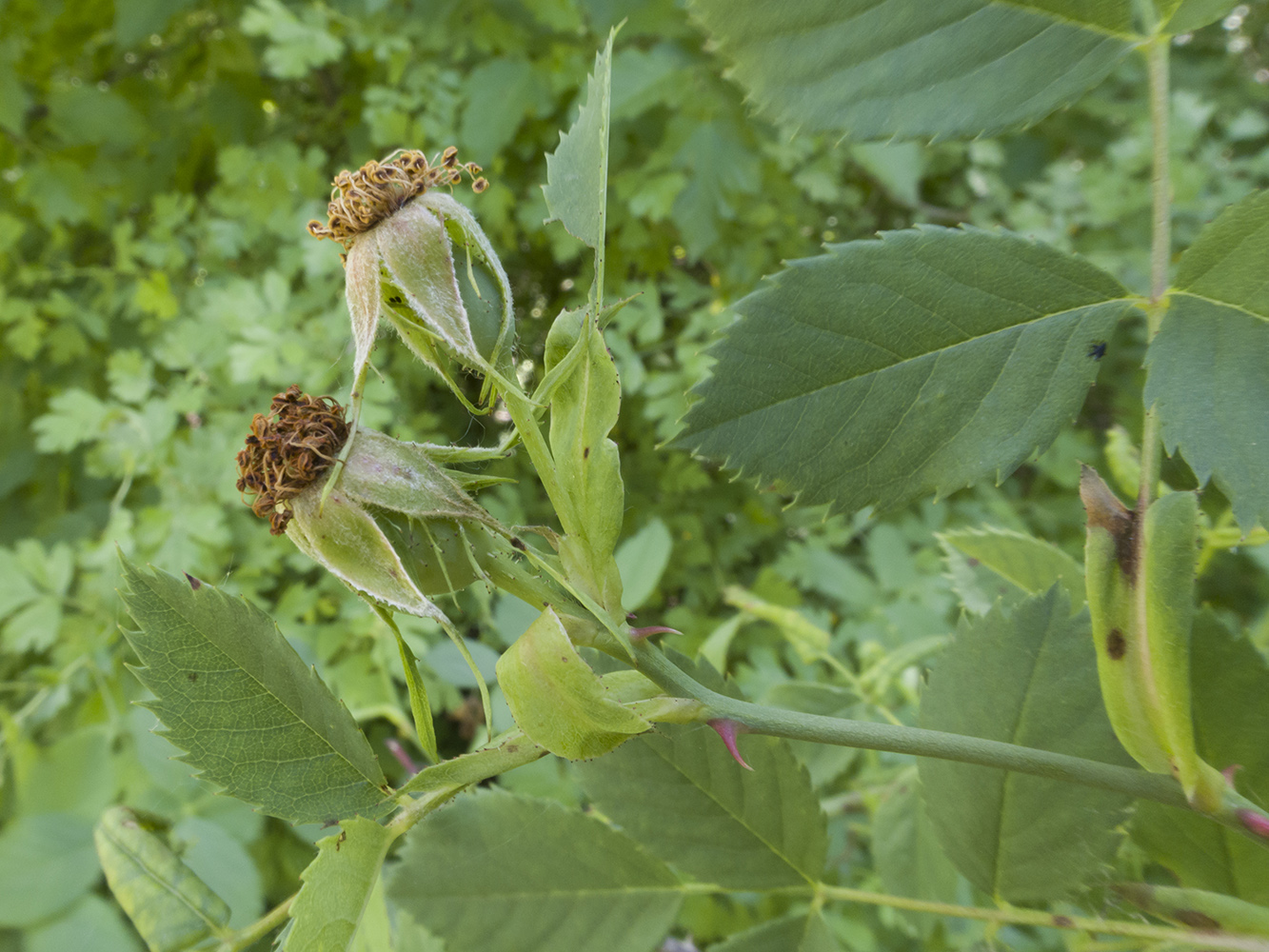 Image of genus Rosa specimen.