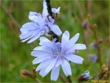 Cichorium intybus. Соцветия. Украина, Львовская обл., Сколевский р-н, национальный природный парк \"Сколевские Бескиды\", окр. с. Каменка, опушка леса. 17.06.2018.