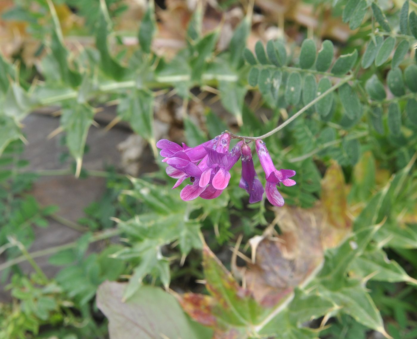 Изображение особи Vicia alpestris.