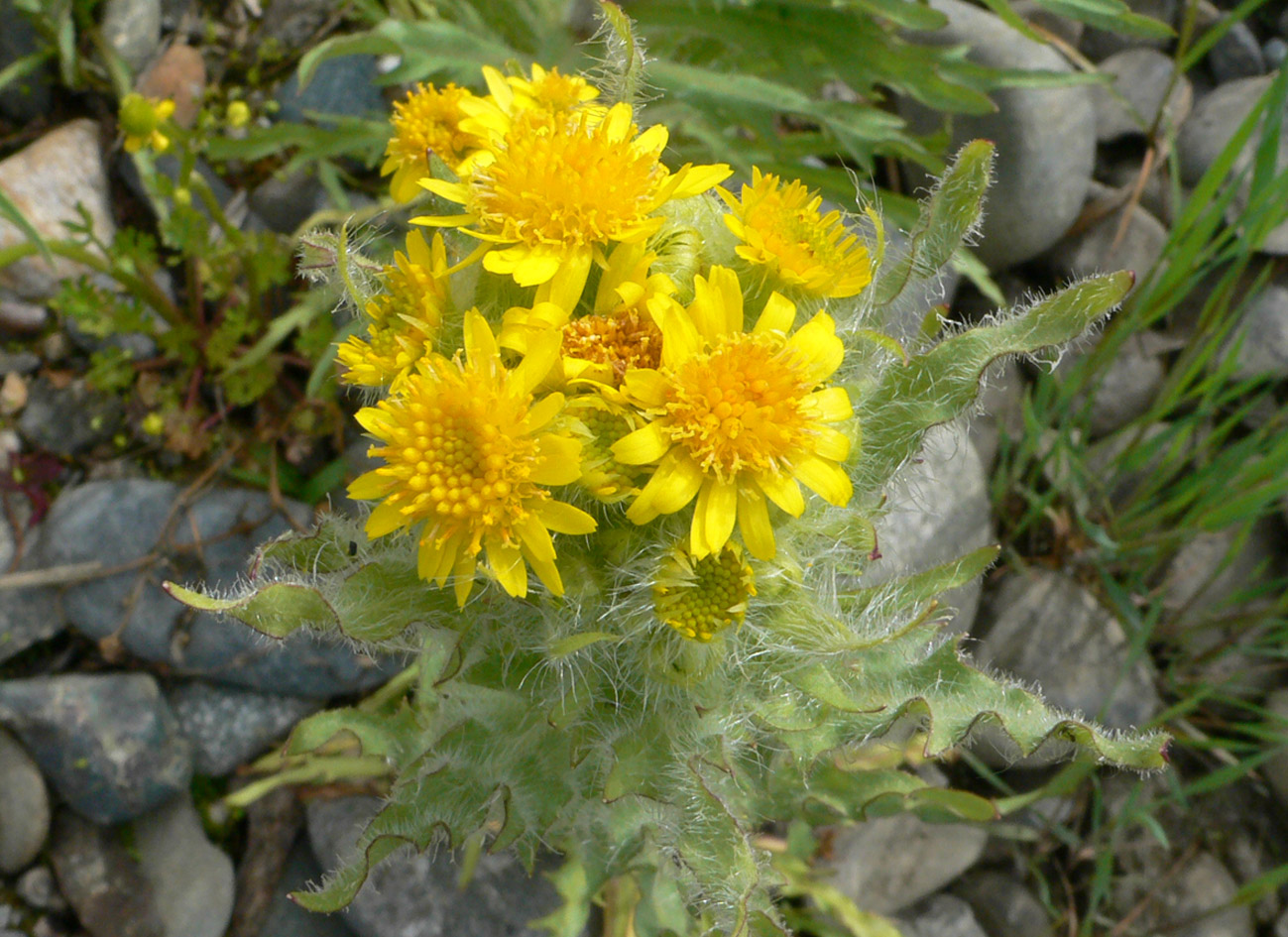 Изображение особи Tephroseris palustris.