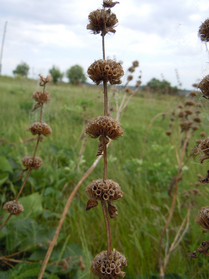 Image of Phlomoides tuberosa specimen.