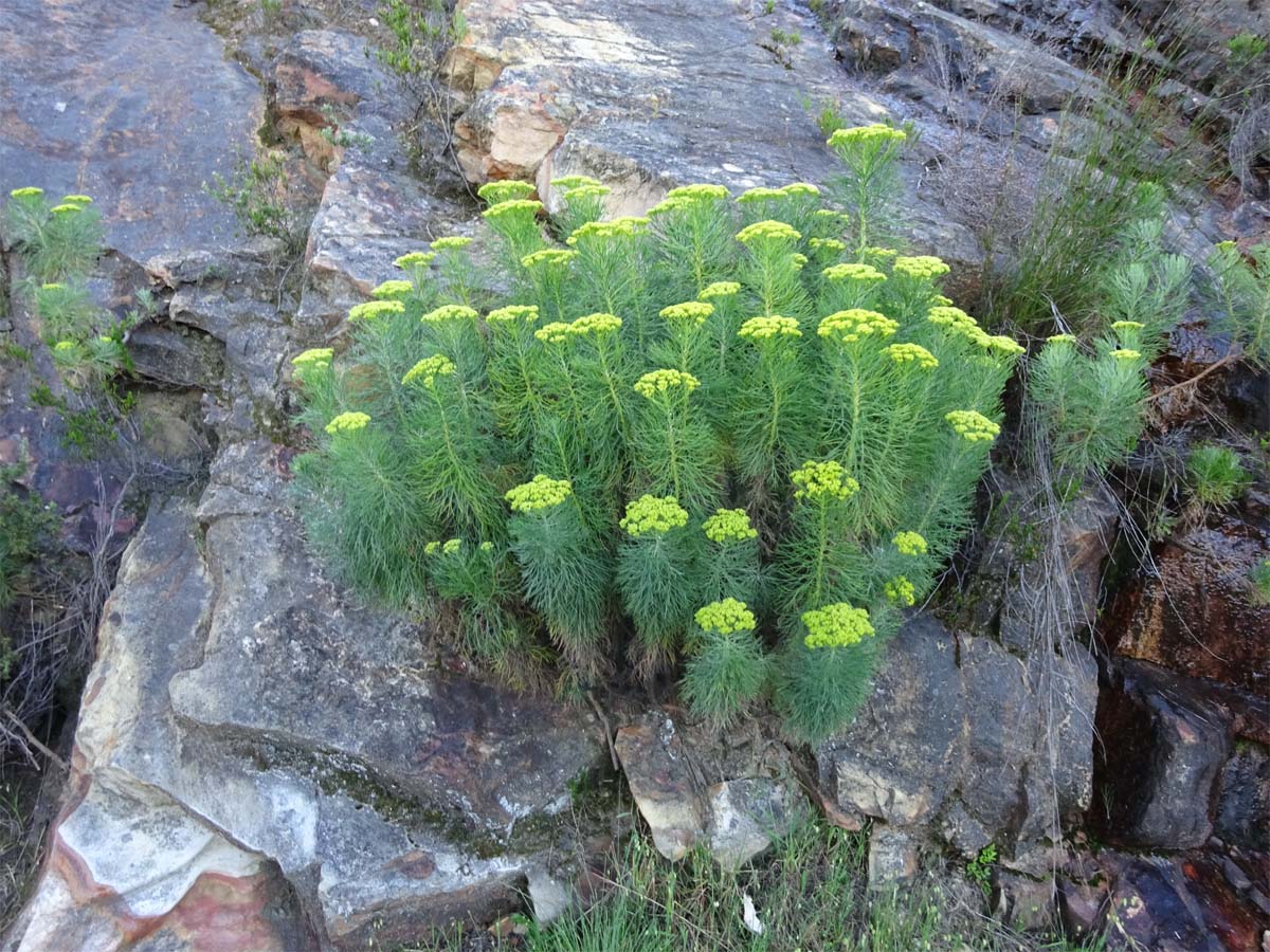 Изображение особи Hymenolepis crithmifolia.
