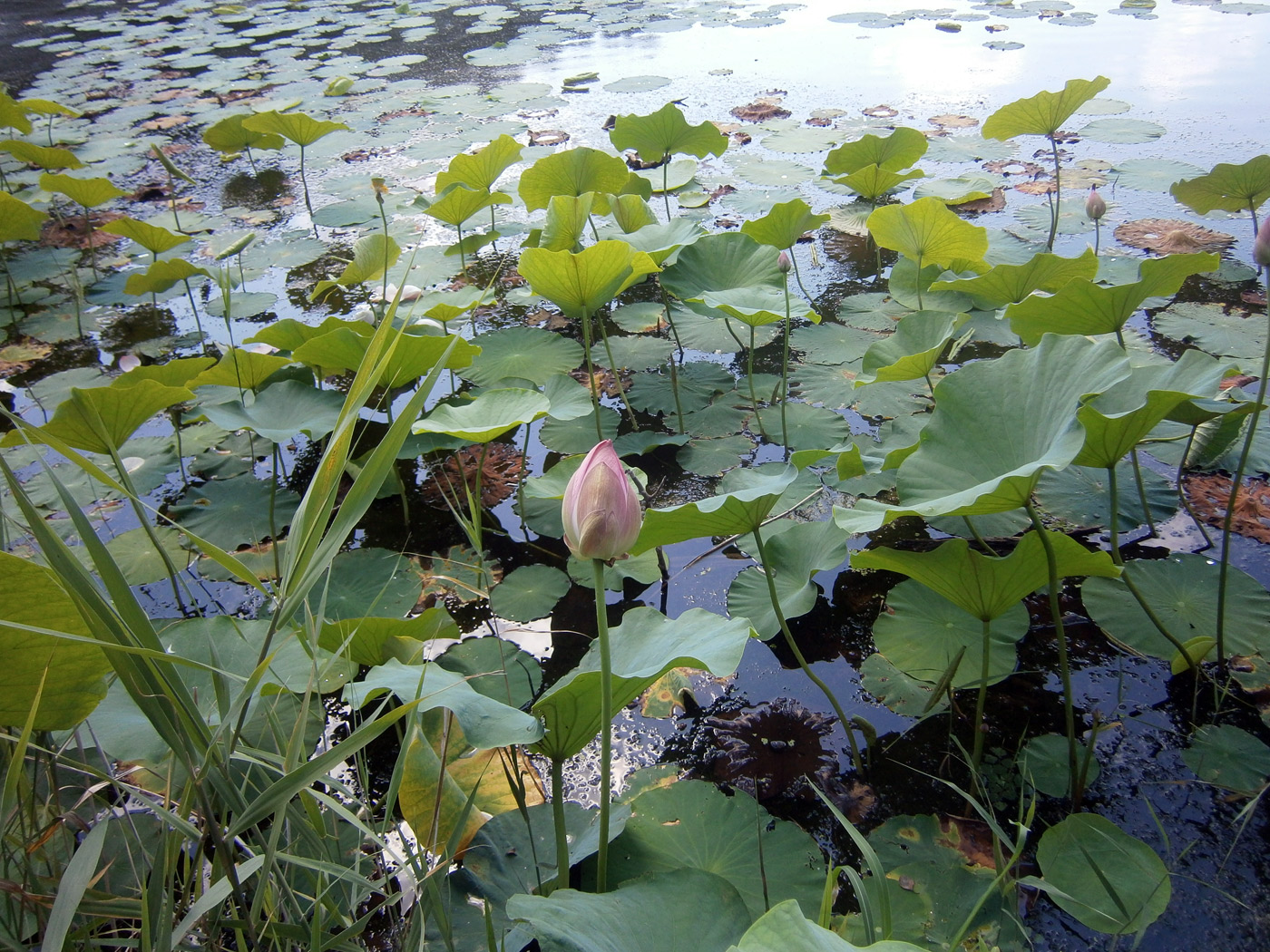 Изображение особи Nelumbo komarovii.