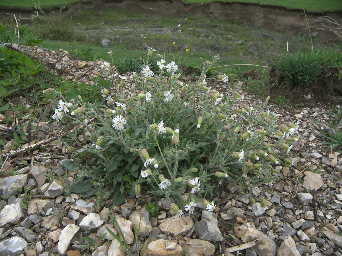 Image of Oberna lacera specimen.